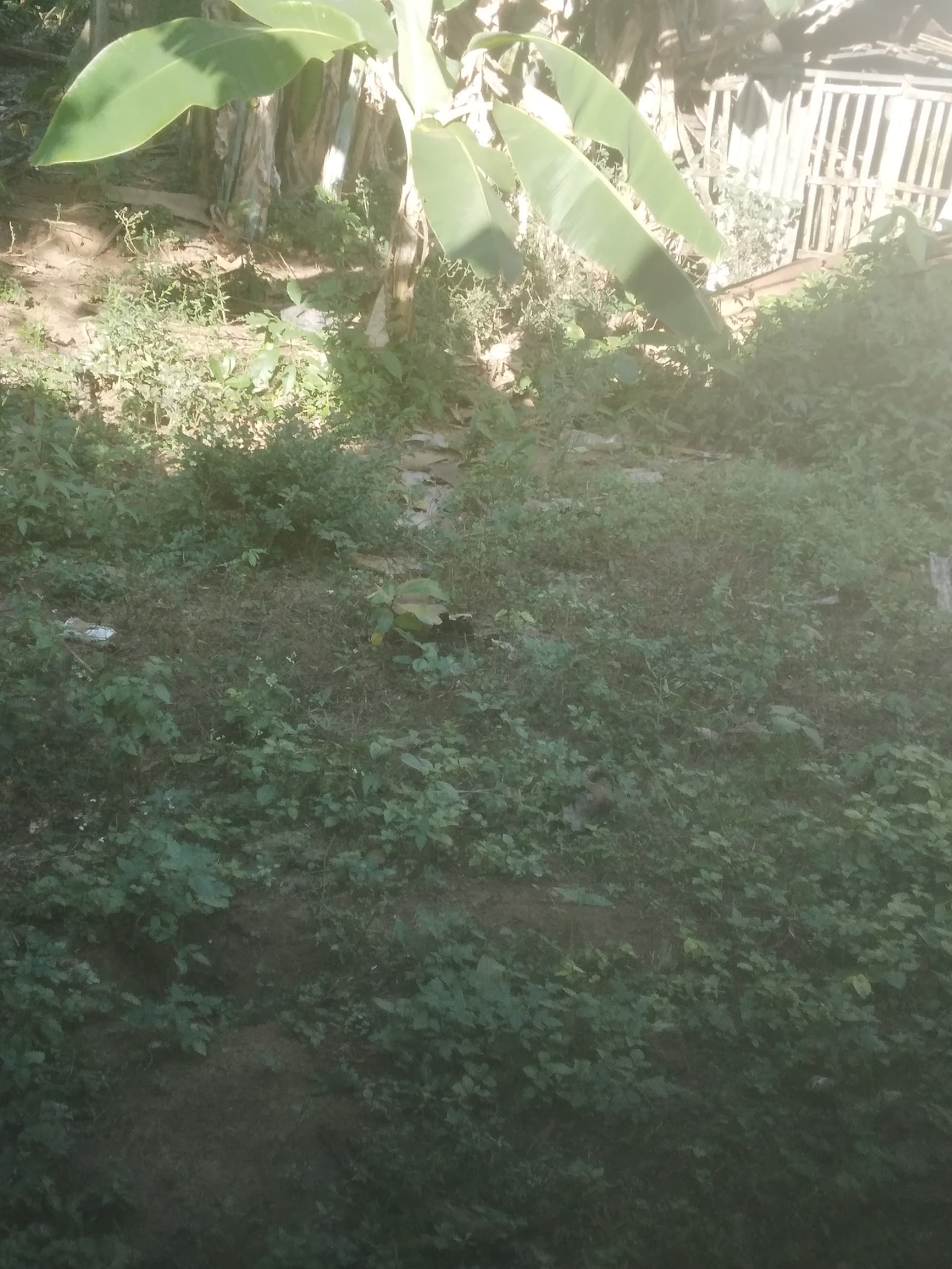 Before: Bersihkan rumput di komplek perumahan